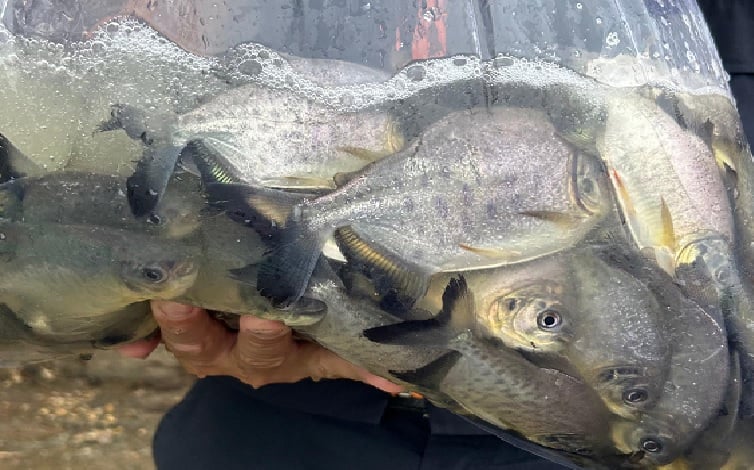 peixes para repovoamento do rio Piracibaba