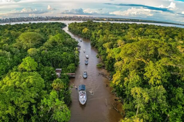 bioeconomia na Amazônia