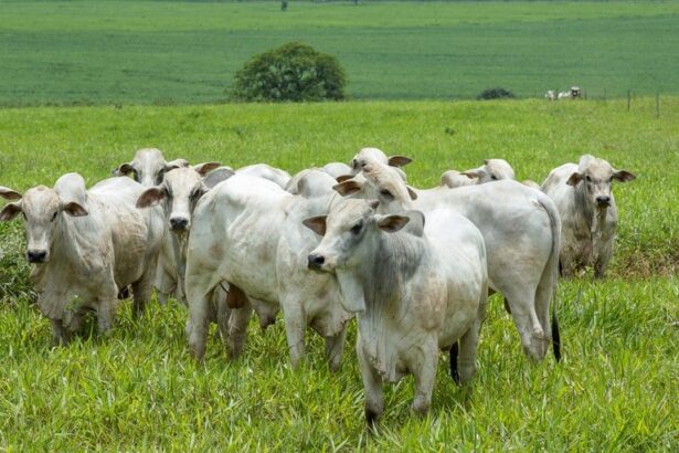 pecuária bovina, boi gordo