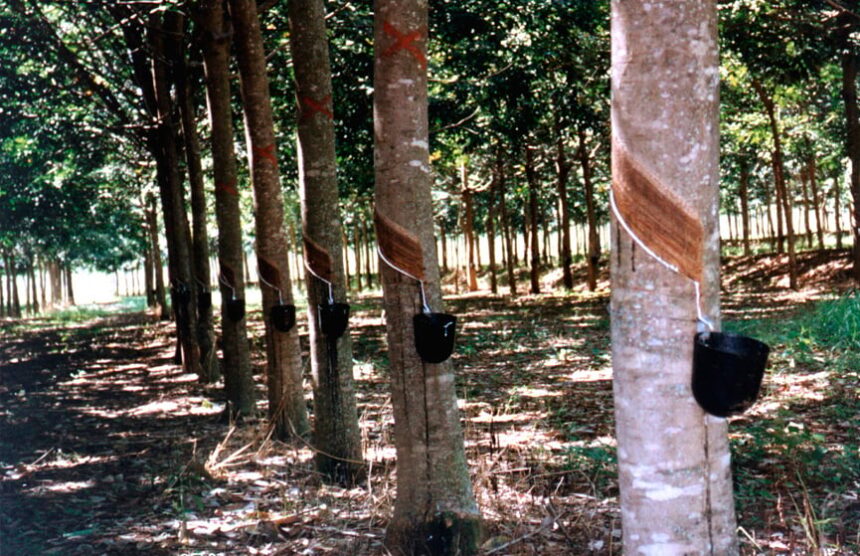 Seringueira