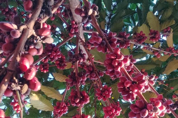 café de Rondônia