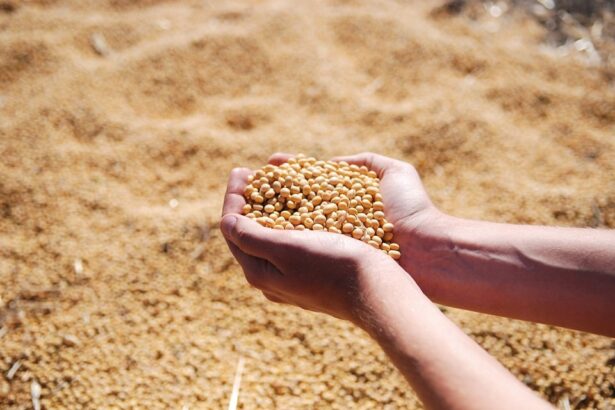 Soja - cargill - compra