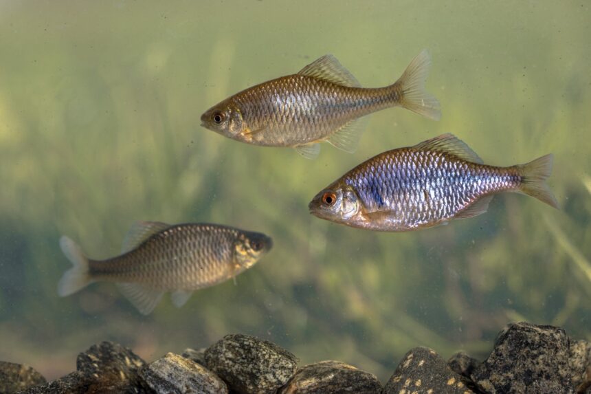 Peixes