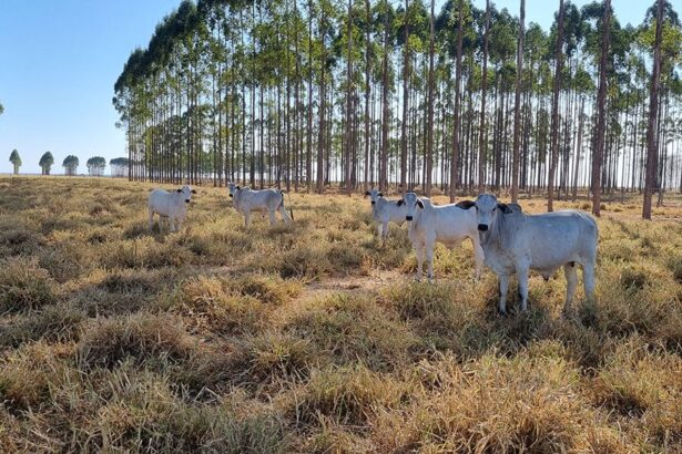 Rebanhos, vaca, pecuária