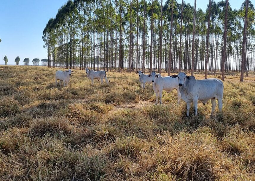 Rebanhos, vaca, pecuária