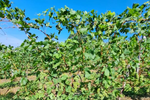 Uvas