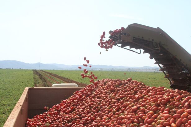 Tomate; pragas