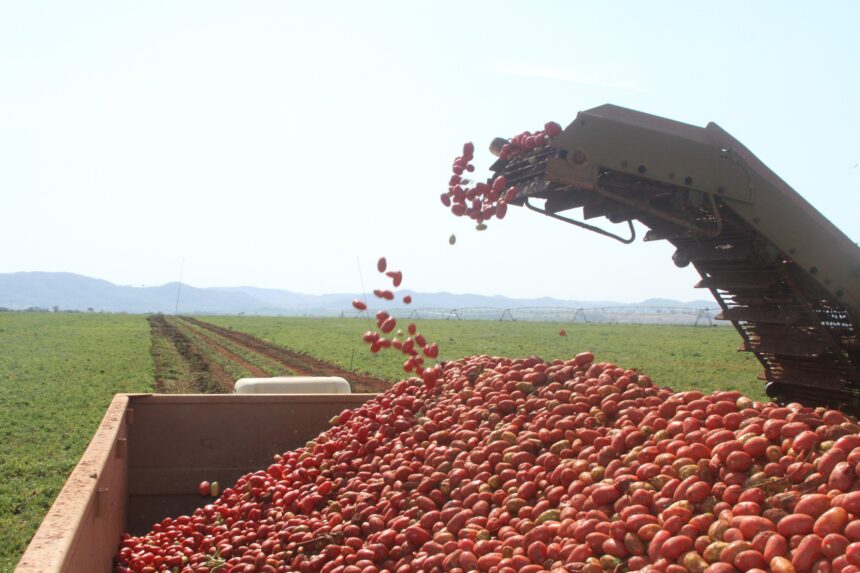 Tomate; pragas