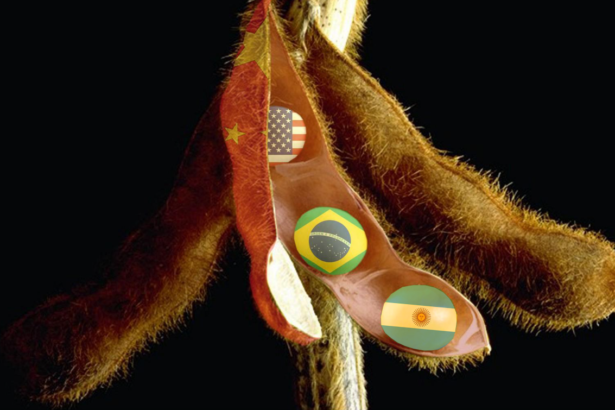 soja brasil, argentina, estados unidos