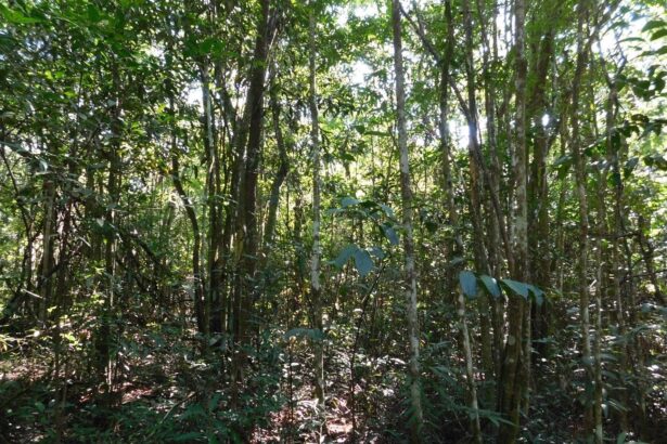 Cerrado; floresta; mudanças climáticas