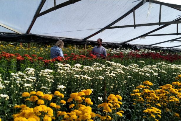 Flores; vendas