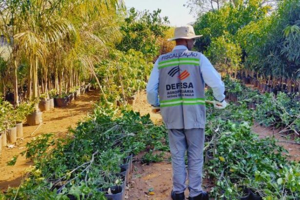 Governo de SP retira de circulação mais de 25 mil mudas irregulares em ação contra greening