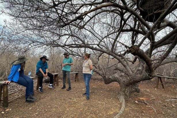 Caatinga