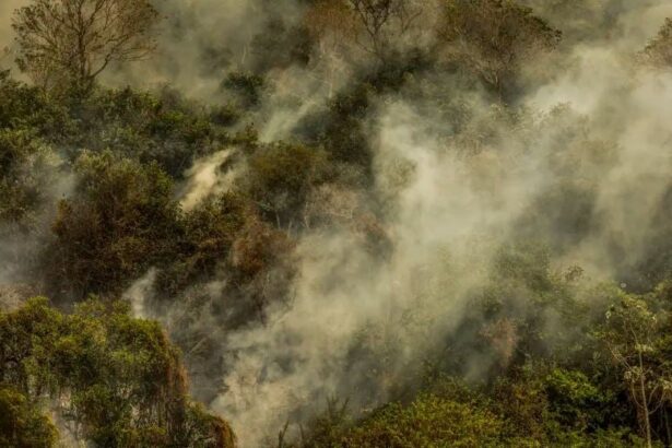 incêndio florestal Rondônia