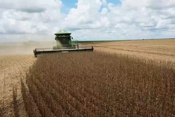 Com saca em declínio, ritmo da colheita da soja desacelera em MT