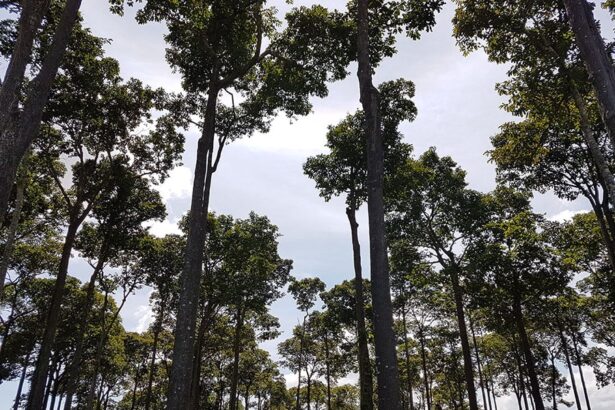 ambientais, floresta