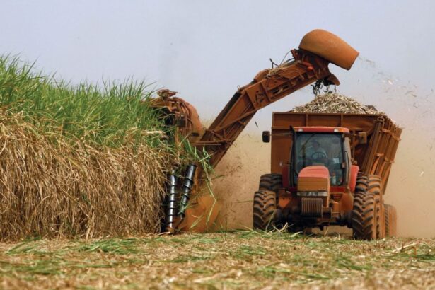 cana-de-açúcar, produção, etanol, biocombustível