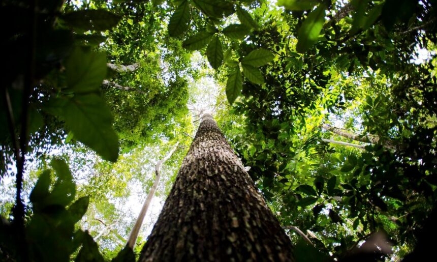 floresta, COP29