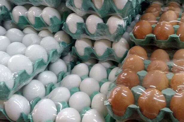 Produção de ovos