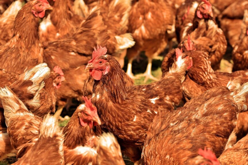 2ª Feira de Avicultura e Suinocultura Baiana em Feira de Santana (BA), frango