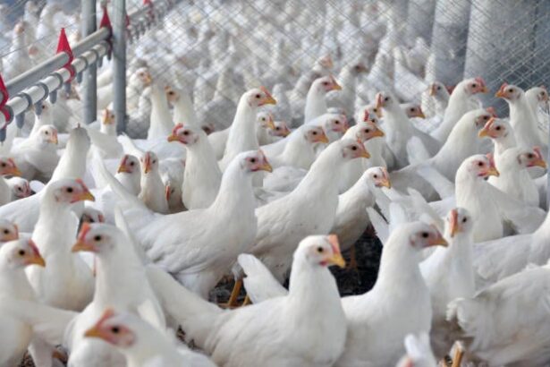 frangos em granja, aves, avicultura, influenza aviária, gripe, Bahia