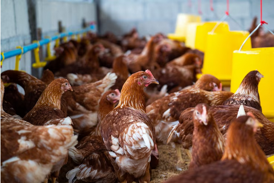 Santa Catarina ultrapassa US$ 1 bi em receitas de exportação de carnes no 1º quadrimestre de 2023, aves, doença do papo cheio