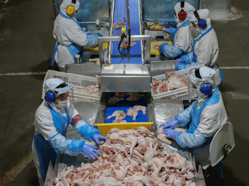 carne de frango, seara, frigoríficos, aves, carnes, exportações
