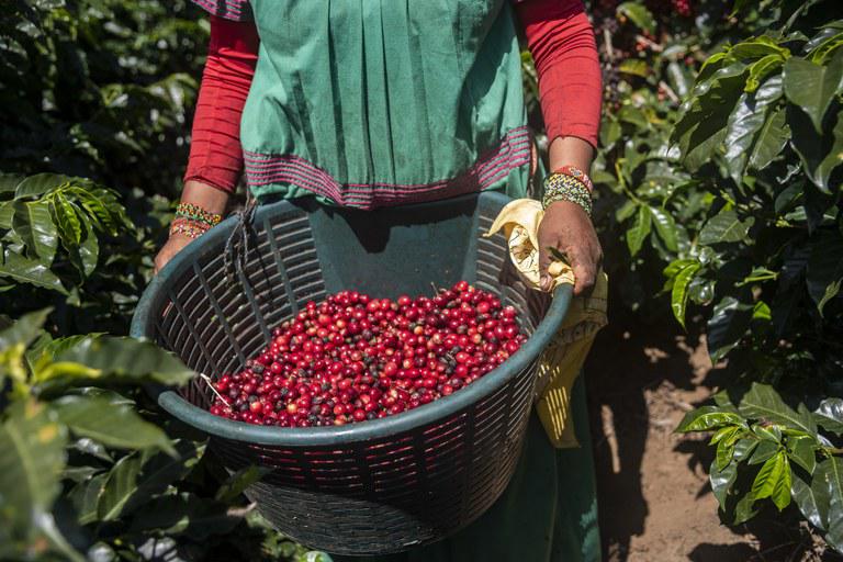 mulher produtora rural café