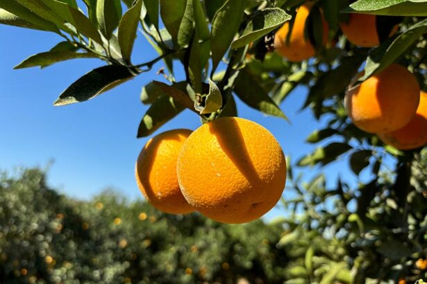 Laranja majorca