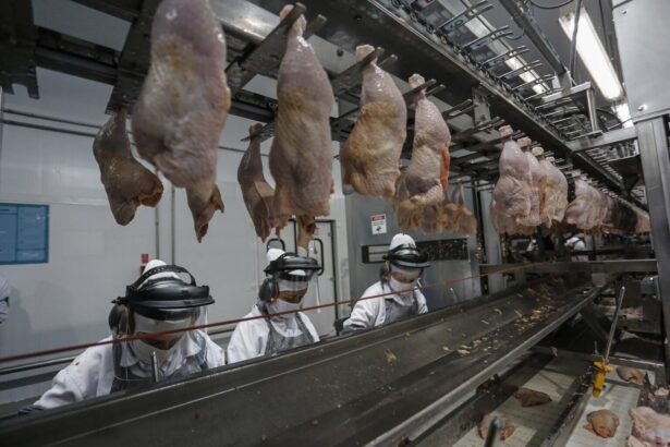 paraná-abate-frango