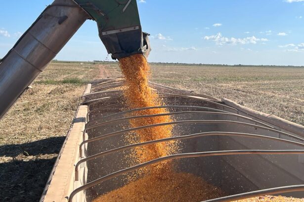 Colheita de milho em Mato Grosso